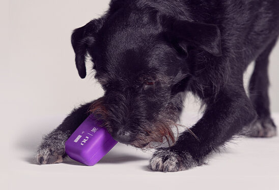 Nubank anuncia cartão de crédito para cachorro em parceria com a Zee.Dog